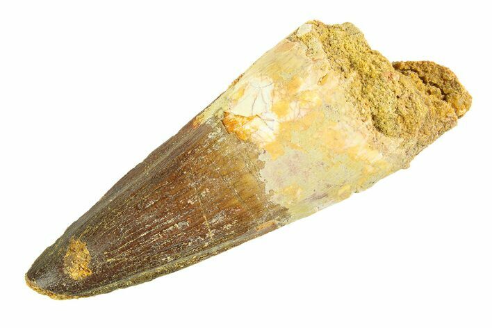 Fossil Spinosaurus Tooth - Real Dinosaur Tooth #346763